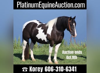 Quarter horse américain, Hongre, 14 Ans, 150 cm, Tobiano-toutes couleurs, in wHITLEY cITY ky,