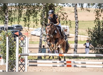 Tysk ridhäst, Sto, 10 år, 165 cm, Mörkbrun, in Waldenbuch,