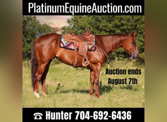 American Quarter Horse, Wallach, 8 Jahre, 160 cm, Roan-Red, in Madill Ok,