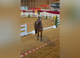 Belgisches Sportpferd, Stute, 4 Jahre, 166 cm, Brauner, in Bühlerzell