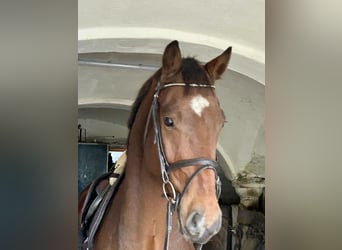 Gelding 4 years