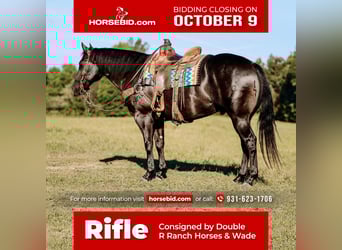 American Quarter Horse, Wallach, 6 Jahre, 157 cm, Rappe, in Lyles, TN,