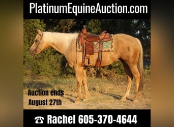 American Quarter Horse, Gelding, 11 years, 15.1 hh, Palomino, in Rusk TX,