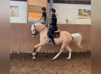German Riding Pony, Mare, 4 years, 14.1 hh, Palomino, in Achim