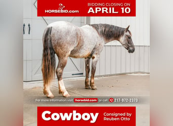 Quarter pony, Hongre, 6 Ans, 142 cm, Rouan Rouge, in Sullivan, IL,