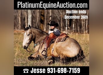 Quarter horse américain, Jument, 6 Ans, 168 cm, Buckskin, in Santa Fe, TN,