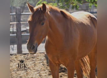 Andalusian, Gelding, 6 years, 14.3 hh, Chestnut-Red, in Tabernas Almeria,