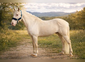 Lusitanos, Semental, 7 años, 160 cm, Cremello, in El Tiemblo