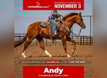 American Quarter Horse, Wallach, 6 Jahre, 155 cm, Rotfuchs, in Canyon