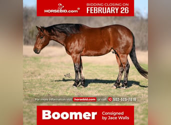 American Quarter Horse, Wallach, 6 Jahre, 152 cm, Rotbrauner, in Waco,
