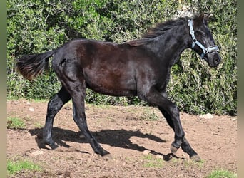 Menorquin, Stallion, 1 year, 15.3 hh, Black, in Menorca,