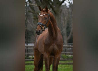 KWPN, Wallach, 3 Jahre, 163 cm, Dunkelfuchs, in Loon op Zand