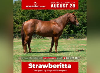 Quarter horse américain, Hongre, 13 Ans, 142 cm, Alezan brûlé, in Kaufman, TX,