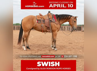 Quarter horse américain, Hongre, 8 Ans, 155 cm, Buckskin, in Weatherford, TX,