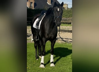 Mare 5 years
