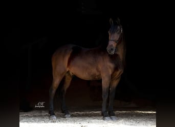 Friesian horses, Gelding, 9 years, 15.1 hh, Bay, in Fergus Falls,