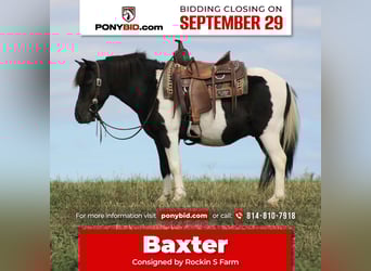 More ponies/small horses, Gelding, 7 years, 10,3 hh, Pinto, in Rebersburg