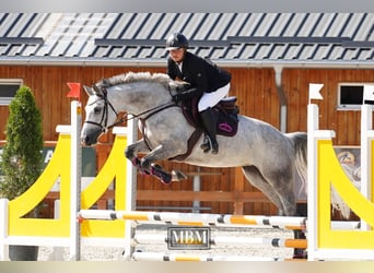 Oekraïner, Merrie, 7 Jaar, 164 cm, Schimmel, in Bucharest,