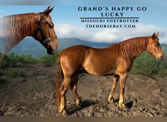 Fox trotter de Missouri, Caballo castrado, 8 años, 152 cm, Alazán rojizo, in Conway, AR,