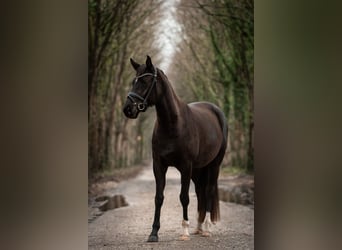 Hanoverian, Mare, 4 years, 15.2 hh, Black, in Moers,