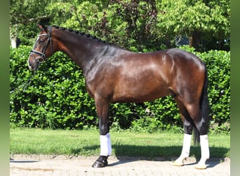 Hannoveraan, Ruin, 5 Jaar, 173 cm, Donkerbruin, in Selsingen