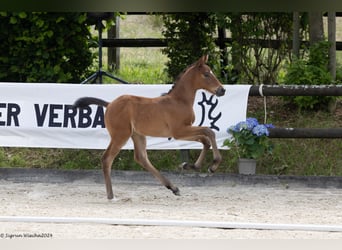 Trakehner, Étalon, Poulain (05/2024), 168 cm, Bai, in Waigandshain,