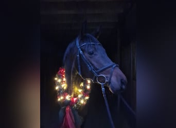 Trakehner, Hengst, 2 Jahre, 167 cm, Brauner, in Bosau