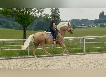 Cruzado, Ruin, 4 Jaar, 153 cm, Palomino, in Altusried