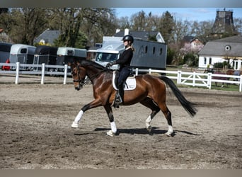Hanoverian, Gelding, 8 years, 16 hh, Brown, in Lilienthal,