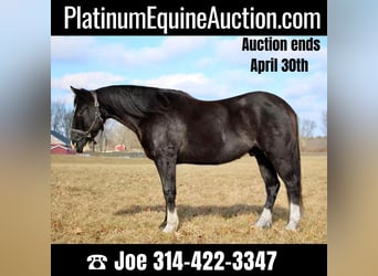 American Quarter Horse, Gelding, 13 years, 14.2 hh, Black, in MO,