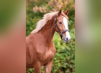 KWPN, Mare, 3 years, 16 hh, Chestnut-Red, in Bladel,