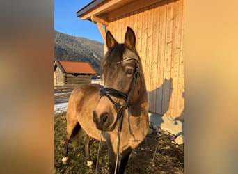 German Riding Pony, Mare, 11 years, 14.2 hh, Dun, in Imst,