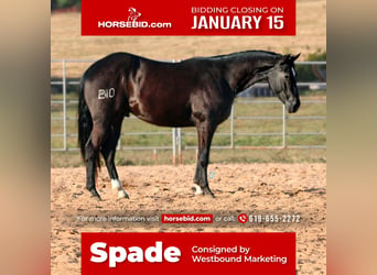 Quarter horse américain, Hongre, 3 Ans, 152 cm, Noir, in Carthage, TX,