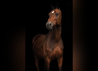 Holstein, Mare, 18 years, 17 hh, Brown, in Bad Pyrmont