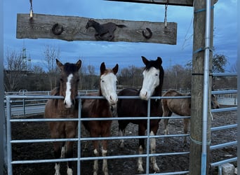 Quarter horse américain, Étalon, 2 Ans, Alezan, in Kleinschwabhausen,