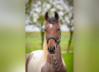 Speed Racking Horse, Mare, 4 years, 15 hh, Pinto, in Aichtal