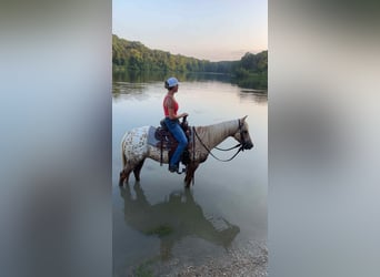Appaloosa, Merrie, 7 Jaar, 145 cm, Palomino, in Princeton MO