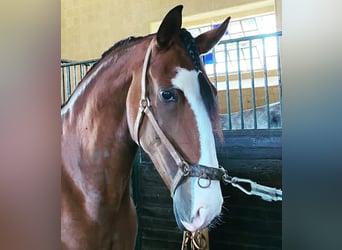 Lusitano, Mare, 10 years, 15 hh, Brown, in Caldas da Rainha