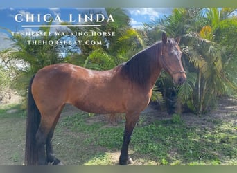 Tennessee Walking Horse, Stute, 14 Jahre, Dunkelbrauner, in Miami, FL,