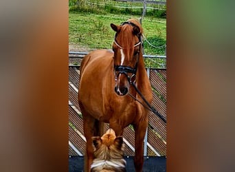 Deutsches Reitpony, Wallach, 3 Jahre, 145 cm, Red Dun, in Ruppichteroth