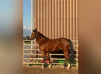 Hannoveraan, Merrie, 3 Jaar, 165 cm, Bruin, in Hockenheim