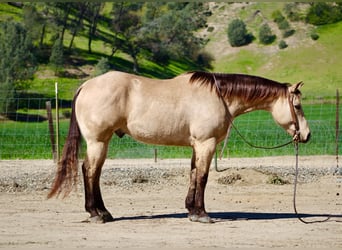 American Quarter Horse, Wallach, 6 Jahre, 155 cm, Buckskin, in Tres Pinos