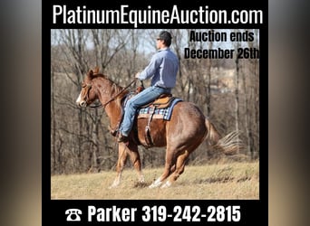 Quarter horse américain, Hongre, 8 Ans, Rouan Rouge, in Brodhead KY,