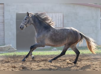 PRE, Giumenta, 3 Anni, 164 cm, Grigio, in Vysoká pri Morave,