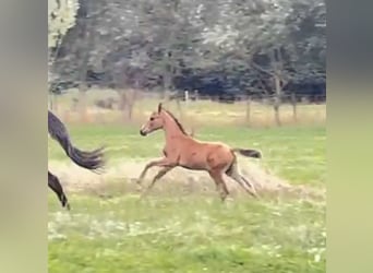 Oldenburger, Hengst, 1 Jaar, 150 cm, Bruin, in breendonk