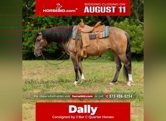 American Quarter Horse, Mare, 4 years, 14 hh, Dun, in Palmyra, MO