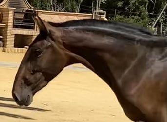 PRE, Mare, 4 years, 16 hh, Bay-Dark, in Fuentes De Andalucia,