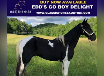 Tennessee walking horse, Gelding, 15 years, 15 hh, Black, in Rockholds, KY