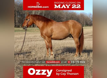 caballo de tiro Mestizo, Caballo castrado, 7 años, Red Dun/Cervuno, in Fergus Falls, MN,