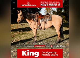 Quarter horse américain, Hongre, 8 Ans, 152 cm, Buckskin, in Dalton, OH,